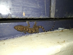 Hemidactylus platycephalus