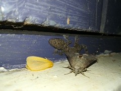 Hemidactylus platycephalus