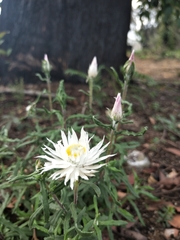 Coronidium waddelliae