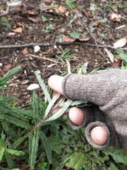 Coronidium waddelliae