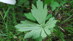 Phytomyza ranunculivora