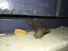 Hemidactylus platycephalus