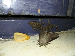 Hemidactylus platycephalus
