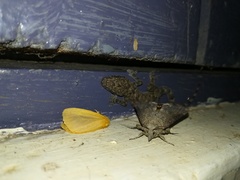 Hemidactylus platycephalus