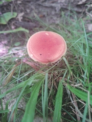Boletus harrisonii