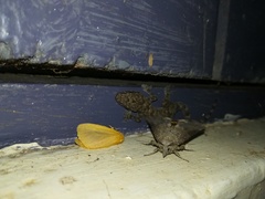 Hemidactylus platycephalus