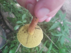 Boletus harrisonii