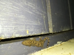 Hemidactylus platycephalus