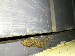 Hemidactylus platycephalus