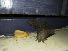 Hemidactylus platycephalus