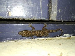 Hemidactylus platycephalus