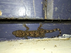 Hemidactylus platycephalus