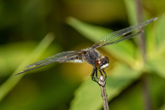 Leucorrhinia intacta