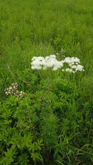 Thalictrum baicalense