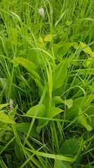 Convallaria keiskei