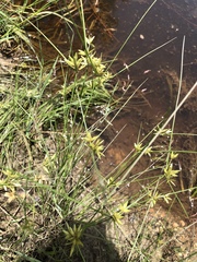 Cyperus lanceolatus