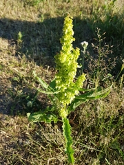 Rumex longifolius