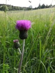 Cirsium heterophyllum