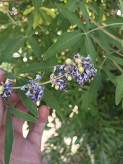 Vitex agnus-castus