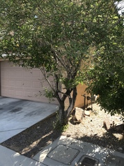 Dermatophyllum secundiflorum