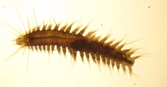 Oxydromus