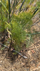 Foeniculum vulgare
