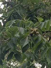 Angiospermae