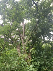 Angiospermae