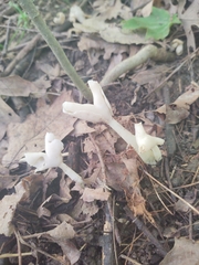 Helvella levis