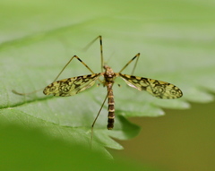 Epiphragma ocellare