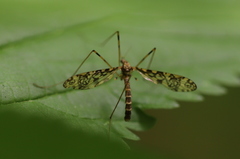 Epiphragma ocellare