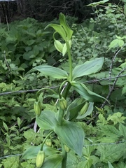 Lilium grayi