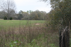 Geomys pinetis