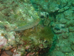 Gobius xanthocephalus