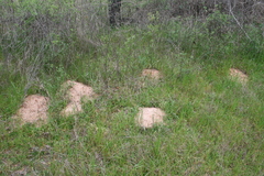 Geomys pinetis