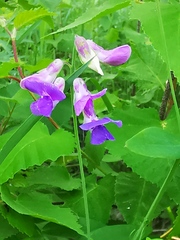 Lathyrus palustris pilosus
