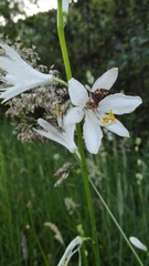 Paradisea lusitanica