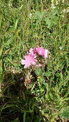 Sidalcea malviflora