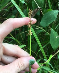 Carex conjuncta