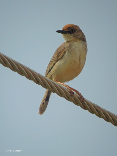 Mongalla Cisticola