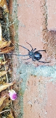 Latrodectus hesperus