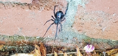 Latrodectus hesperus