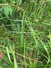 Carex conjuncta