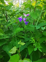 Lathyrus palustris pilosus