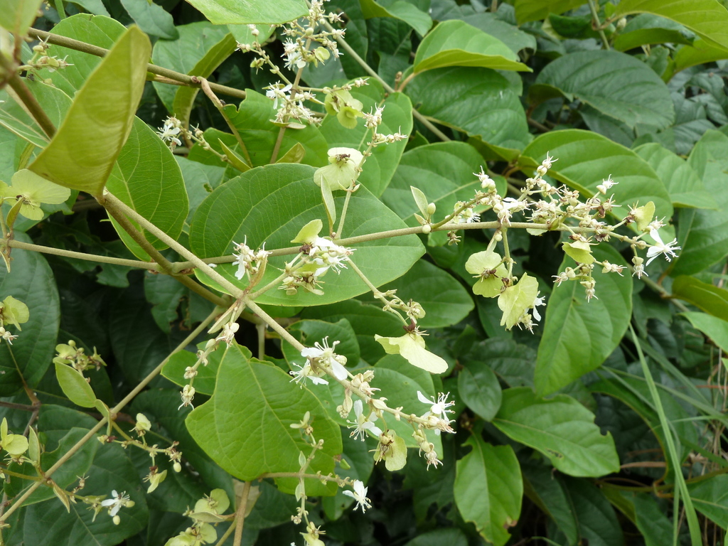 Flabellaria