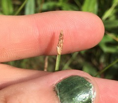 Eleocharis wolfii