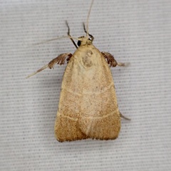 Parachma ochracealis