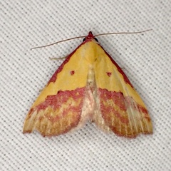 Phytometra rhodarialis