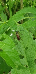 Typocerus velutinus