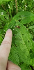 Typocerus velutinus